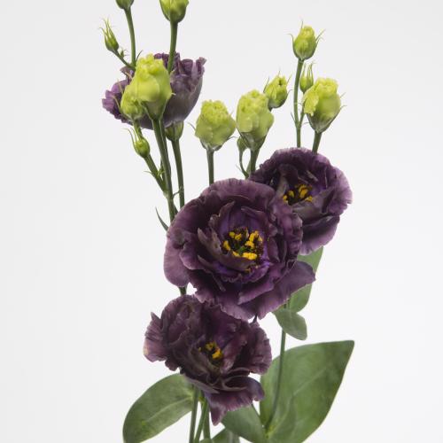 10x Eust.rosanne black pearl du 70cm
