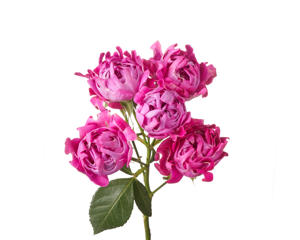 12x Rosa new look 60cm