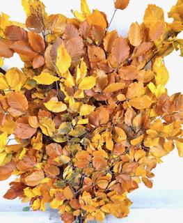 5x Dc fagus geel gestabiliseerd 70cm