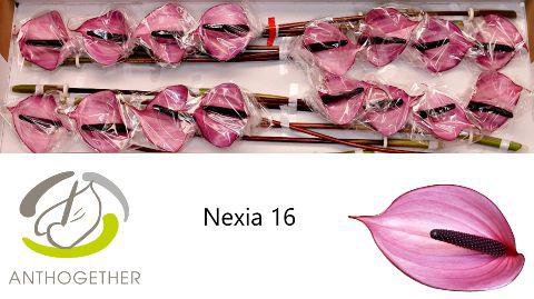 16x Anth.nexia 10cm