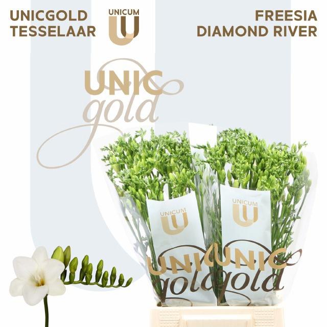 50x Freesia diamond river en 50cm