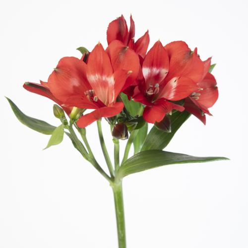 10x Alstroemeria rockstar 70cm