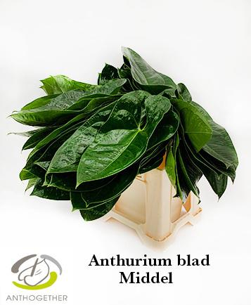 10x Sg anth.blad middel 30cm