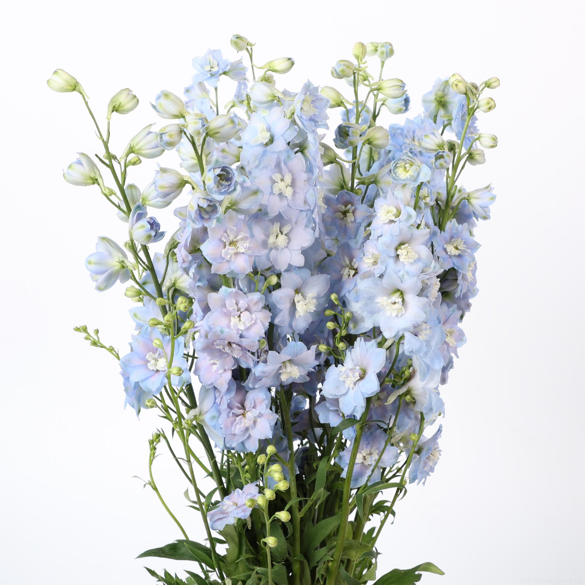10x Delph.centurion skyblue du 80cm
