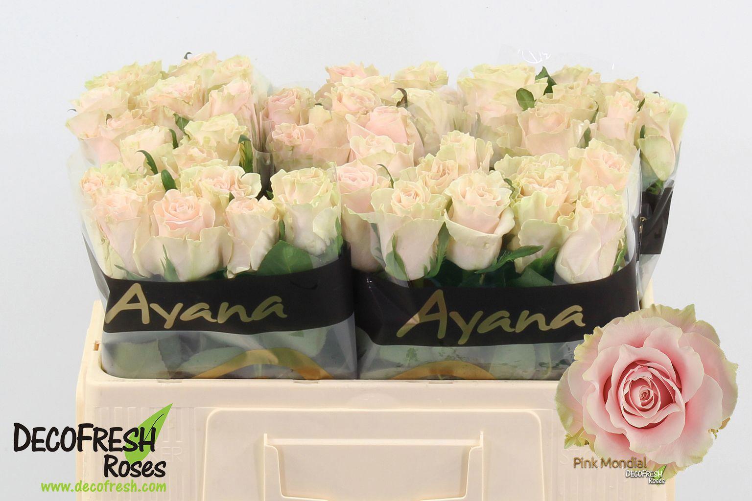 10x Rosa pink mondial 50cm