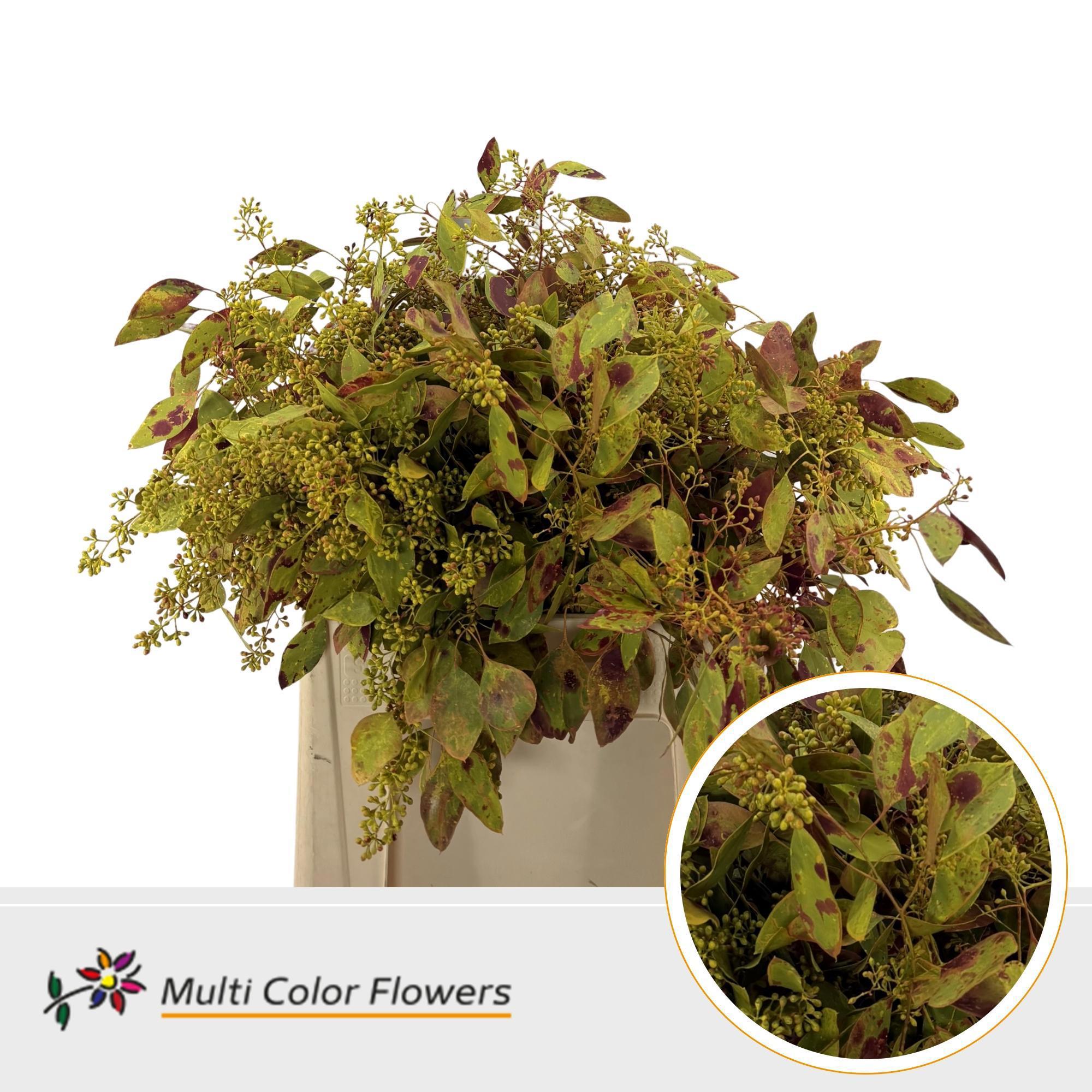 10x Sg euca parvifolia overig 60cm