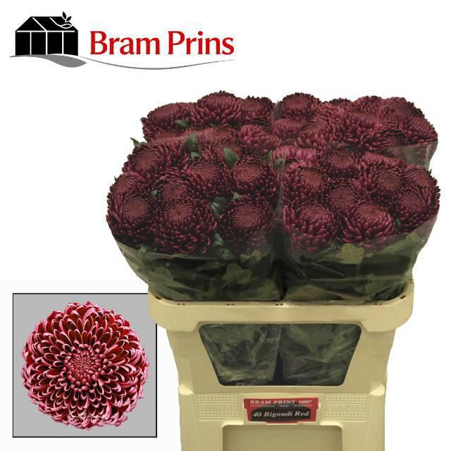 10x Chrysant bigoudi red 70cm