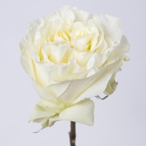 24x Rosa creamykiss 70cm
