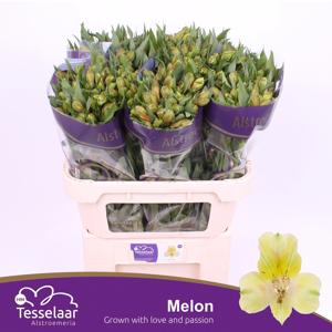 10x Alstroemeria melon 70cm