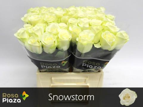20x Rosa snowstorm+ 40cm