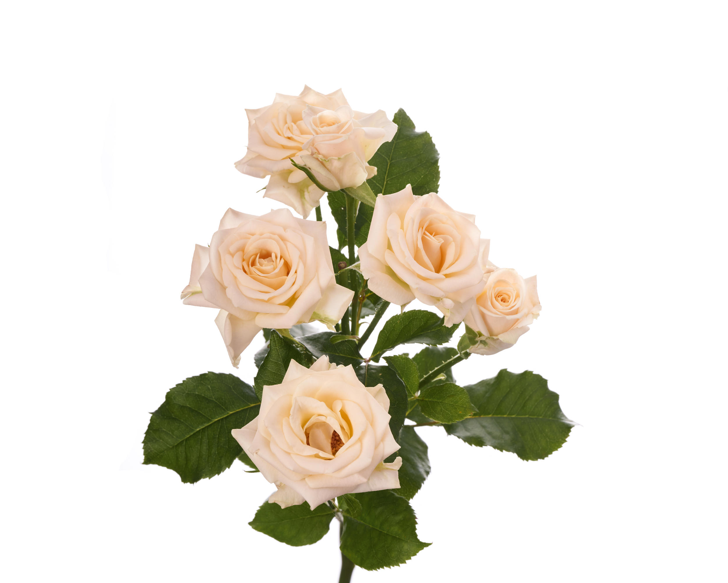 10x Rosa tanja 50cm