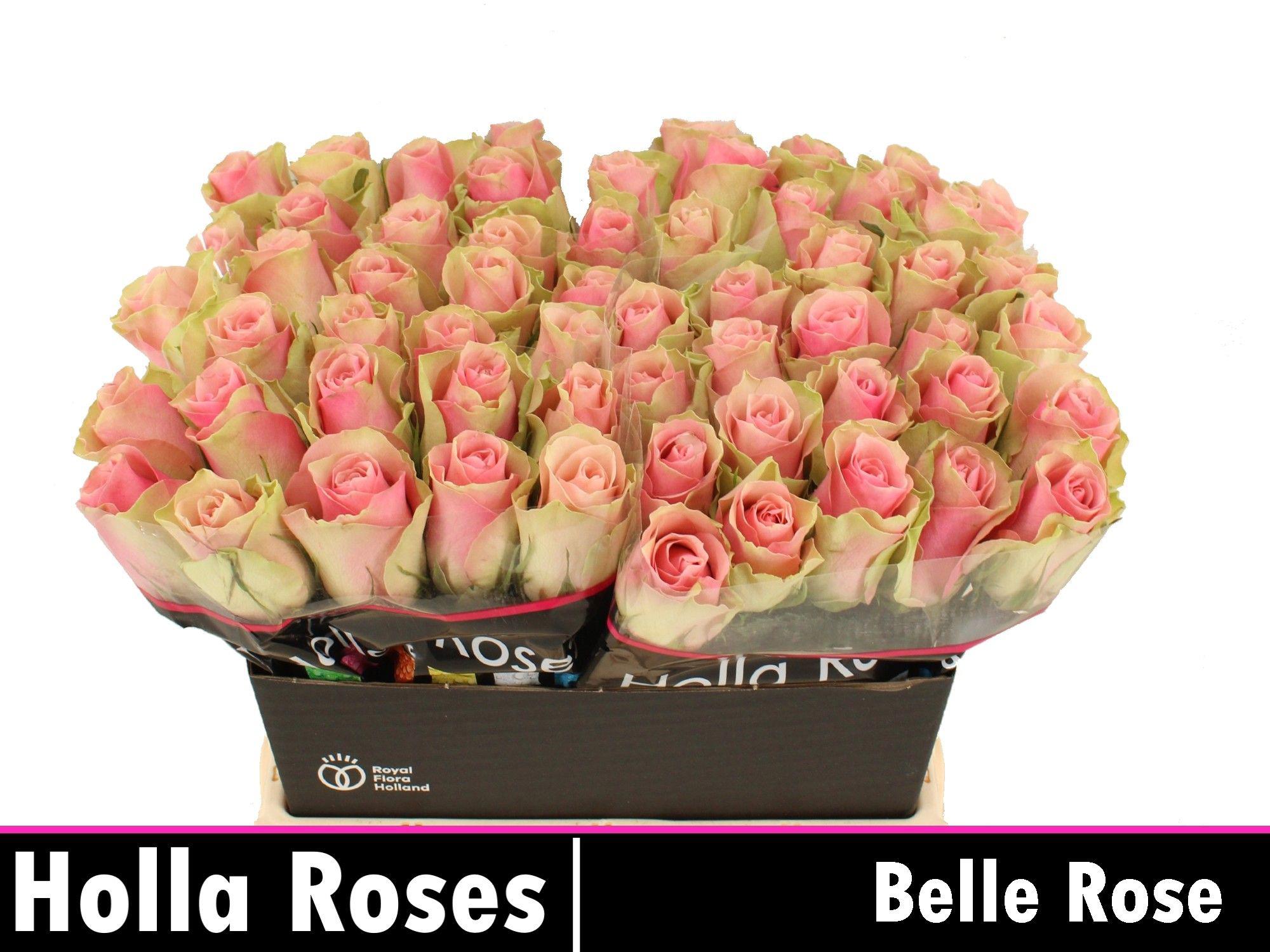 20x Rosa belle rose 40cm