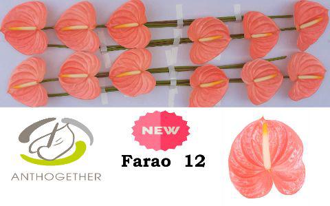 12x Anth.farao 10cm
