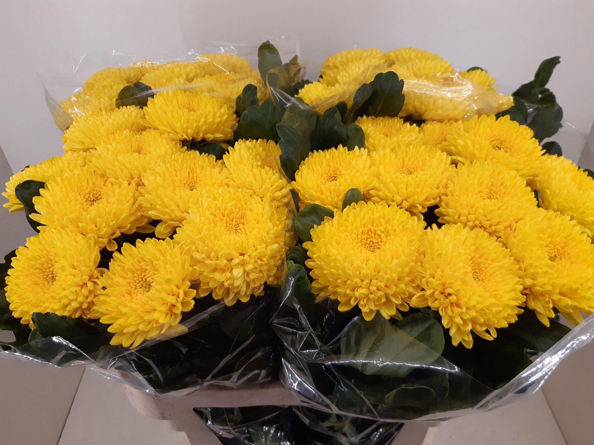 10x Chrysant migoli g 70cm