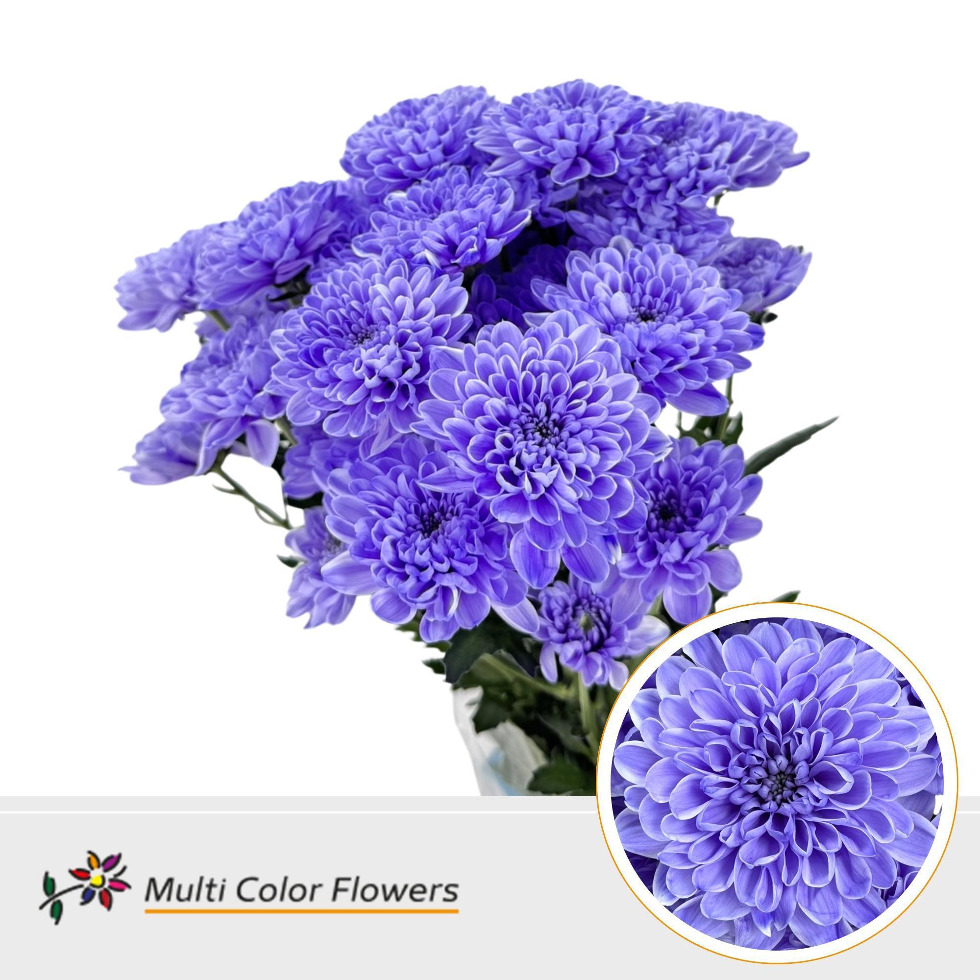 10x Chrysant altaj milka 60cm