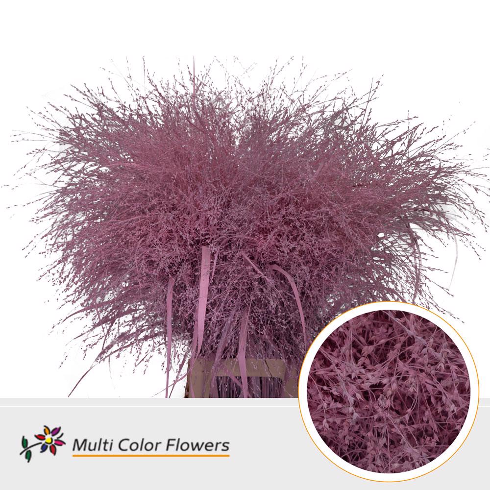 50x Gs panicum roze 80cm
