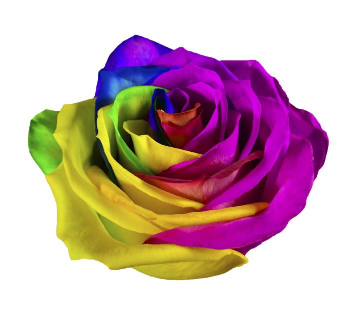 12x Rosa mondial rainbow 60cm