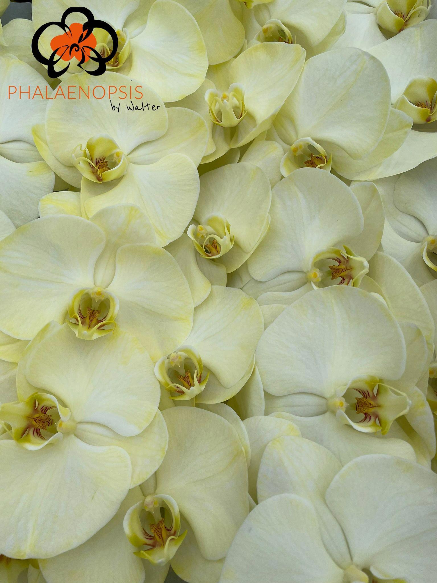 10x Phal. geel tak 80cm