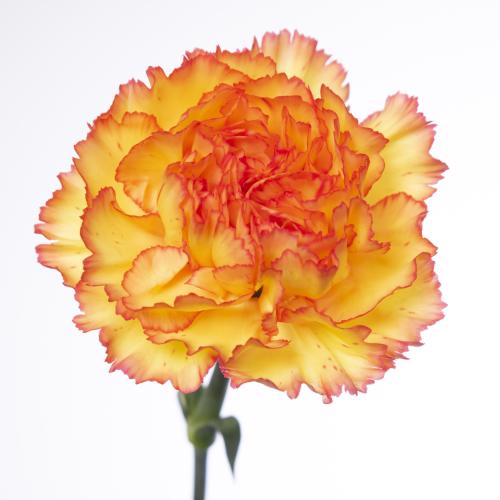 20x Dian.st.boiro 60cm