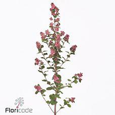 10x Symphor.magical ruby cascade 60cm