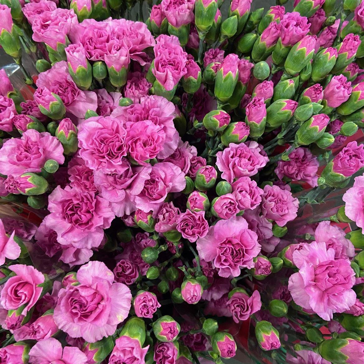 10x Dian.tr.lilac melissa 60cm