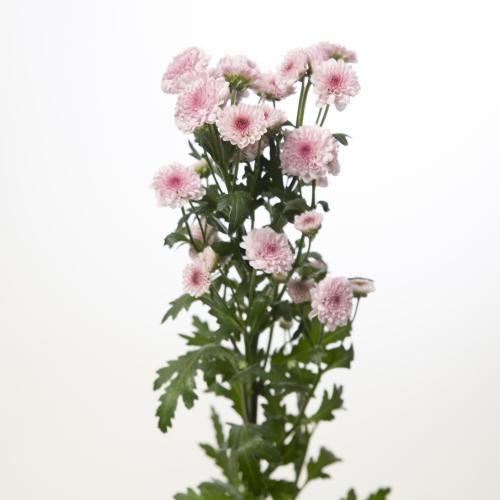 25x Chrysant san.madiba tyolo bico 50cm