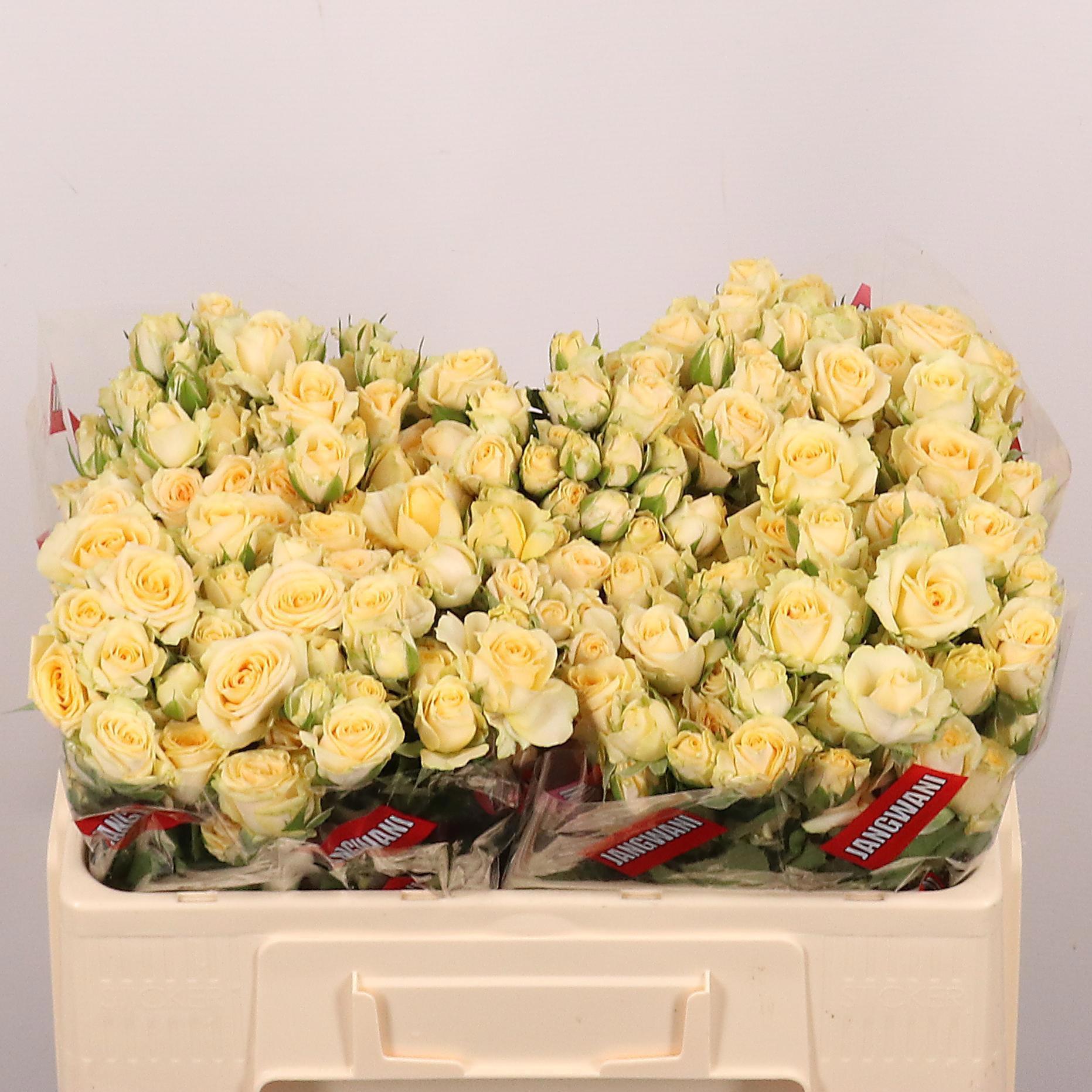 10x Rosa tr. salinero 50cm