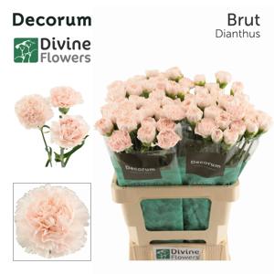 20x Dian.st.brut 60cm