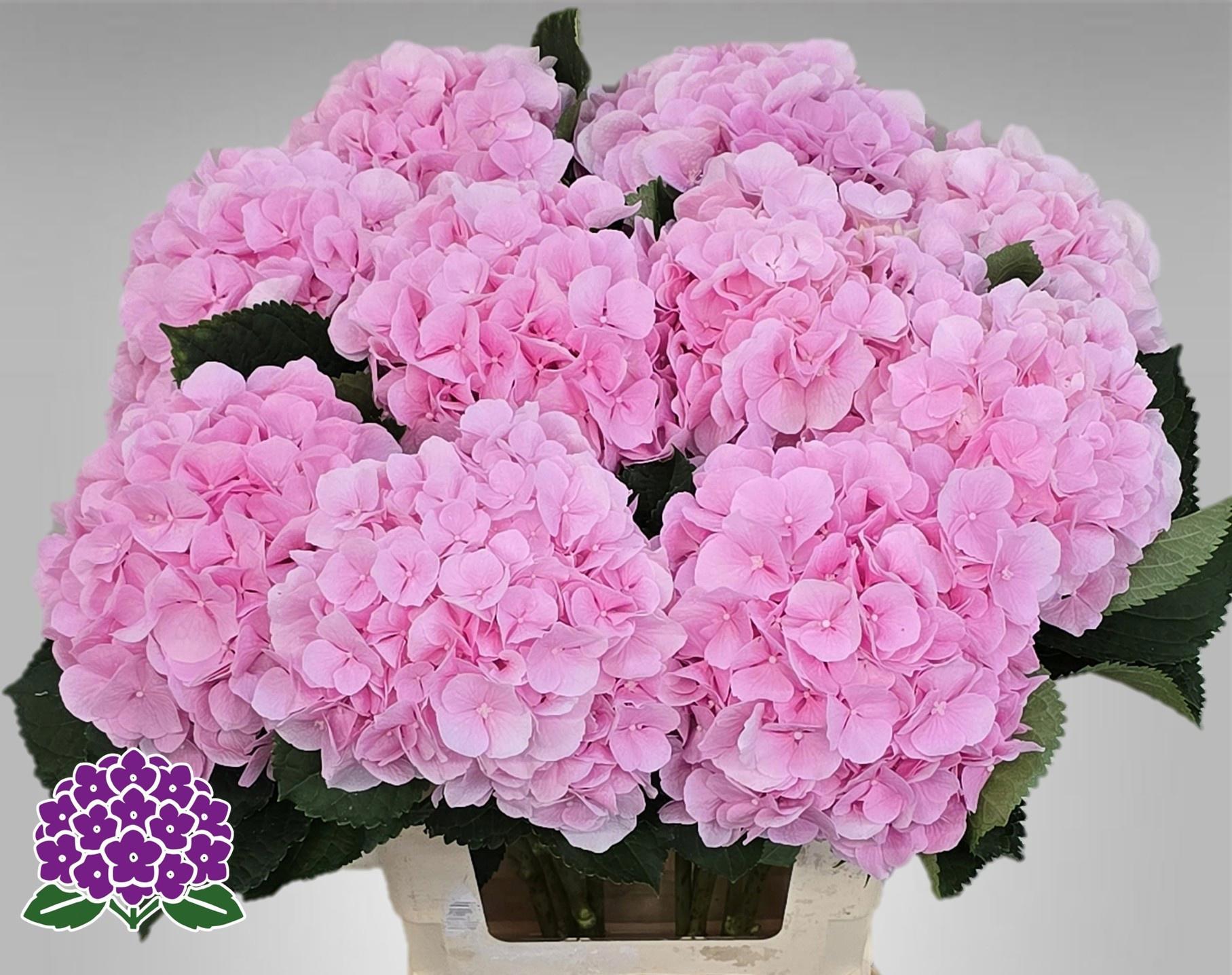 10x Hydr.verena 60cm