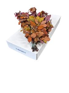 10x Dc quercus herfst gestabiliseerd 50cm