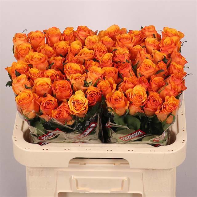 20x Rosa tycoon 60cm