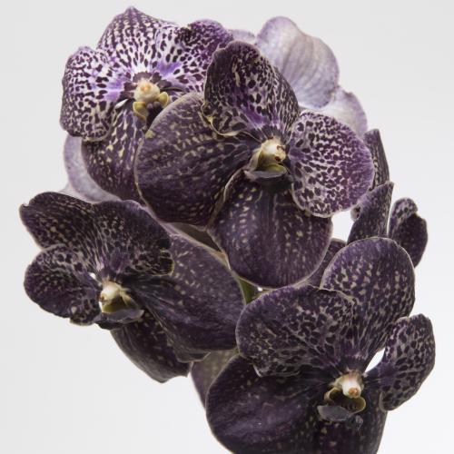 4x Vanda sun.dark chocolate brown 30cm