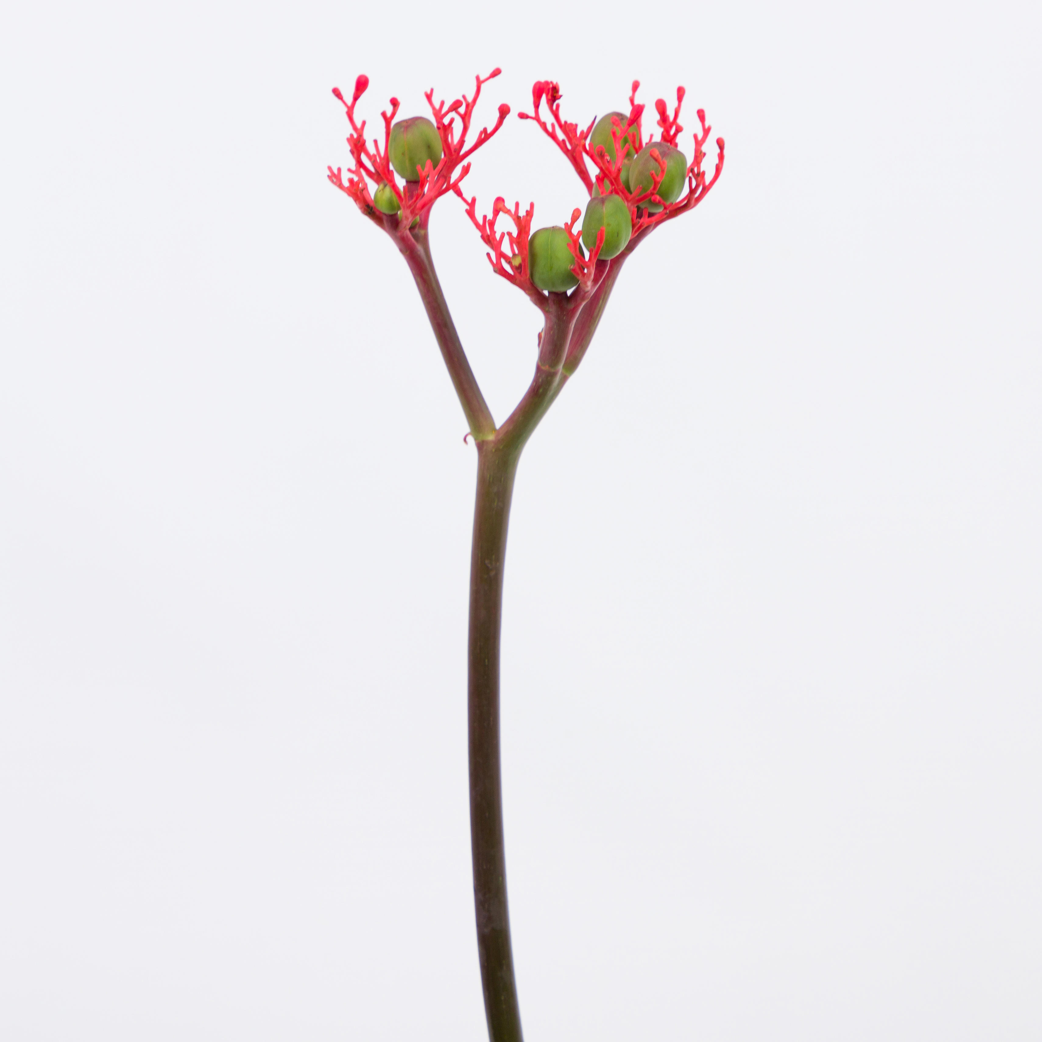 10x Jatropha firecracker 40cm