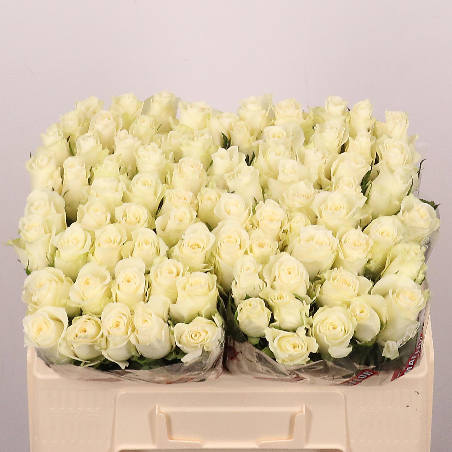10x Rosa albatros! 50cm