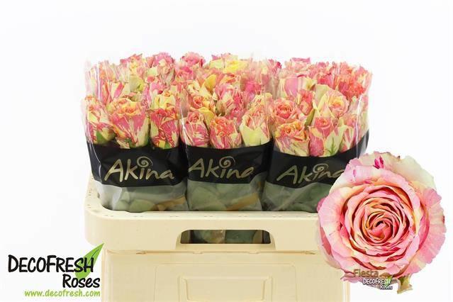 20x Rosa fiesta+ 60cm