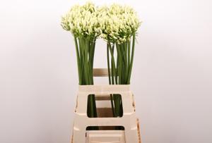 10x Agapanthus gletsjer 70cm