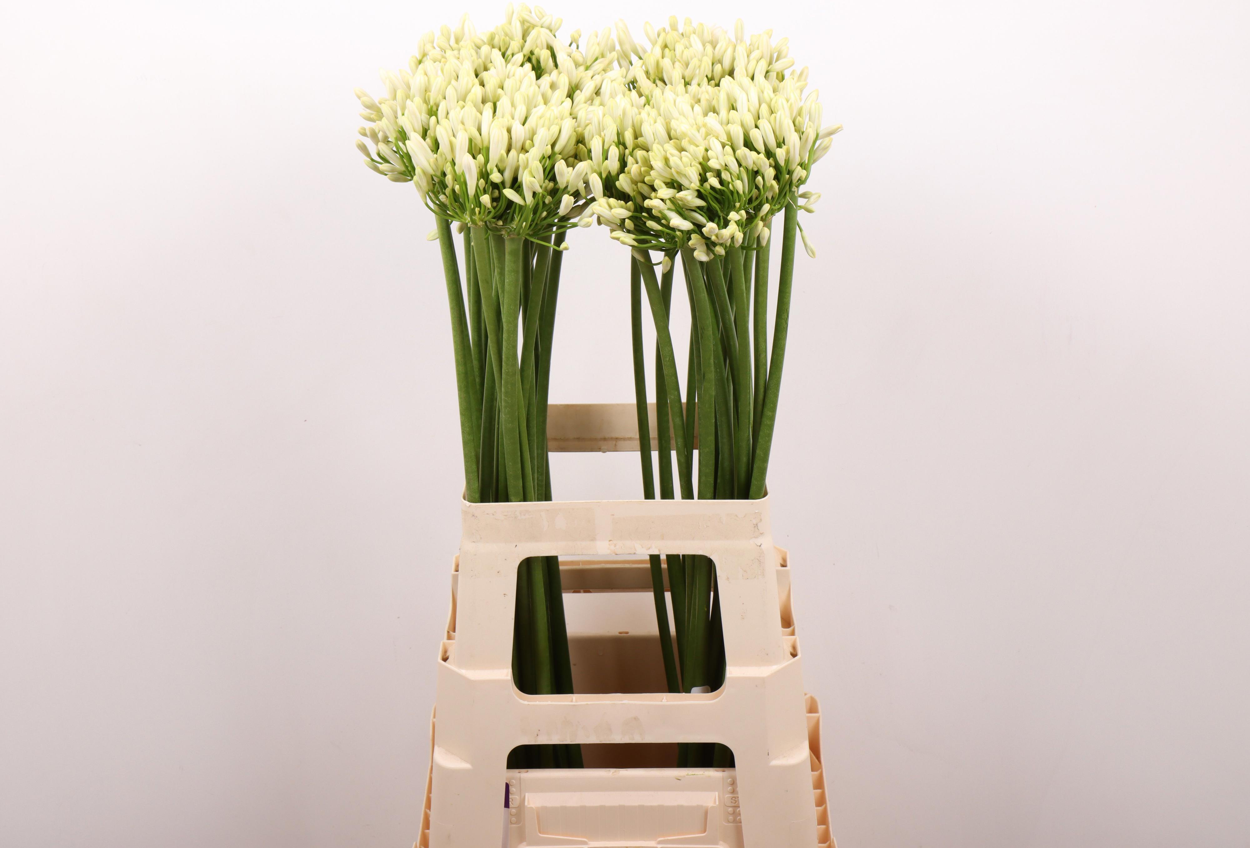 10x Agapanthus gletsjer 70cm