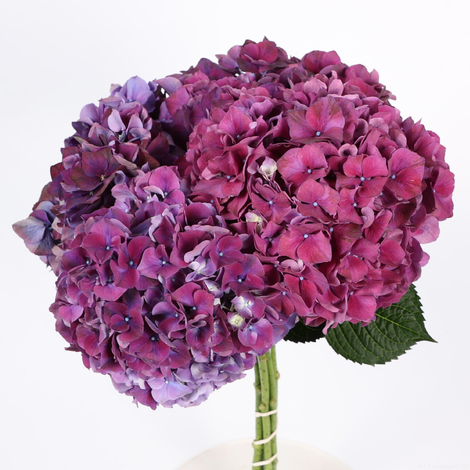 10x Hydr.mag.rubyred paars 50cm