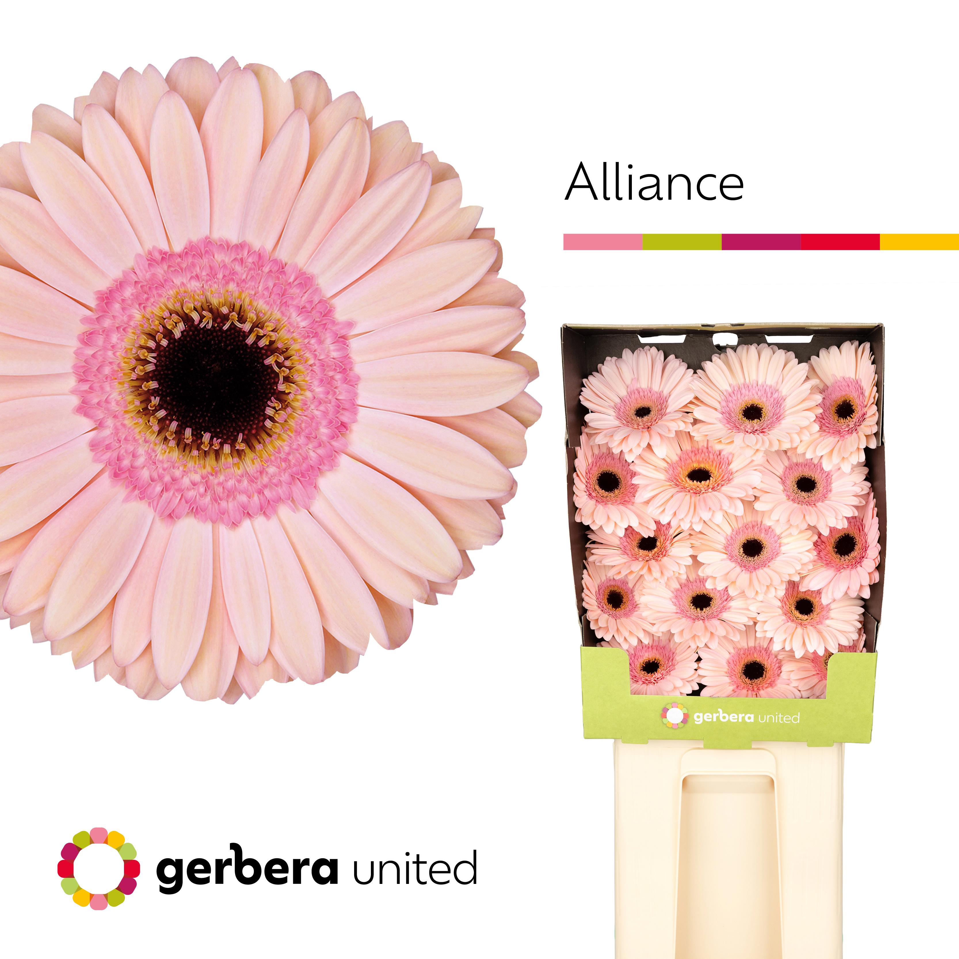 15x Gerb.alliance 70cm