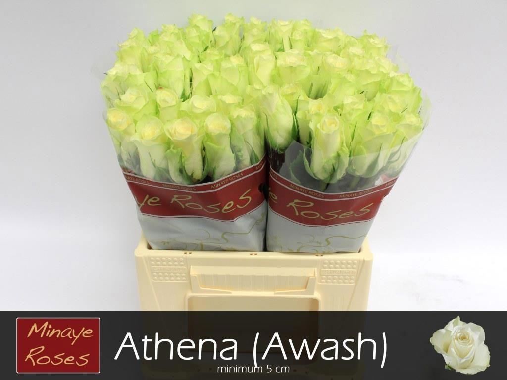 20x Rosa athena 40cm