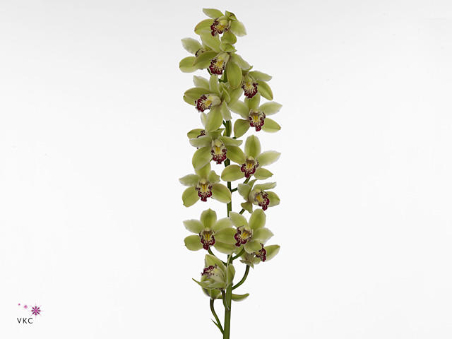 10x Mini cymb.tessa 40cm