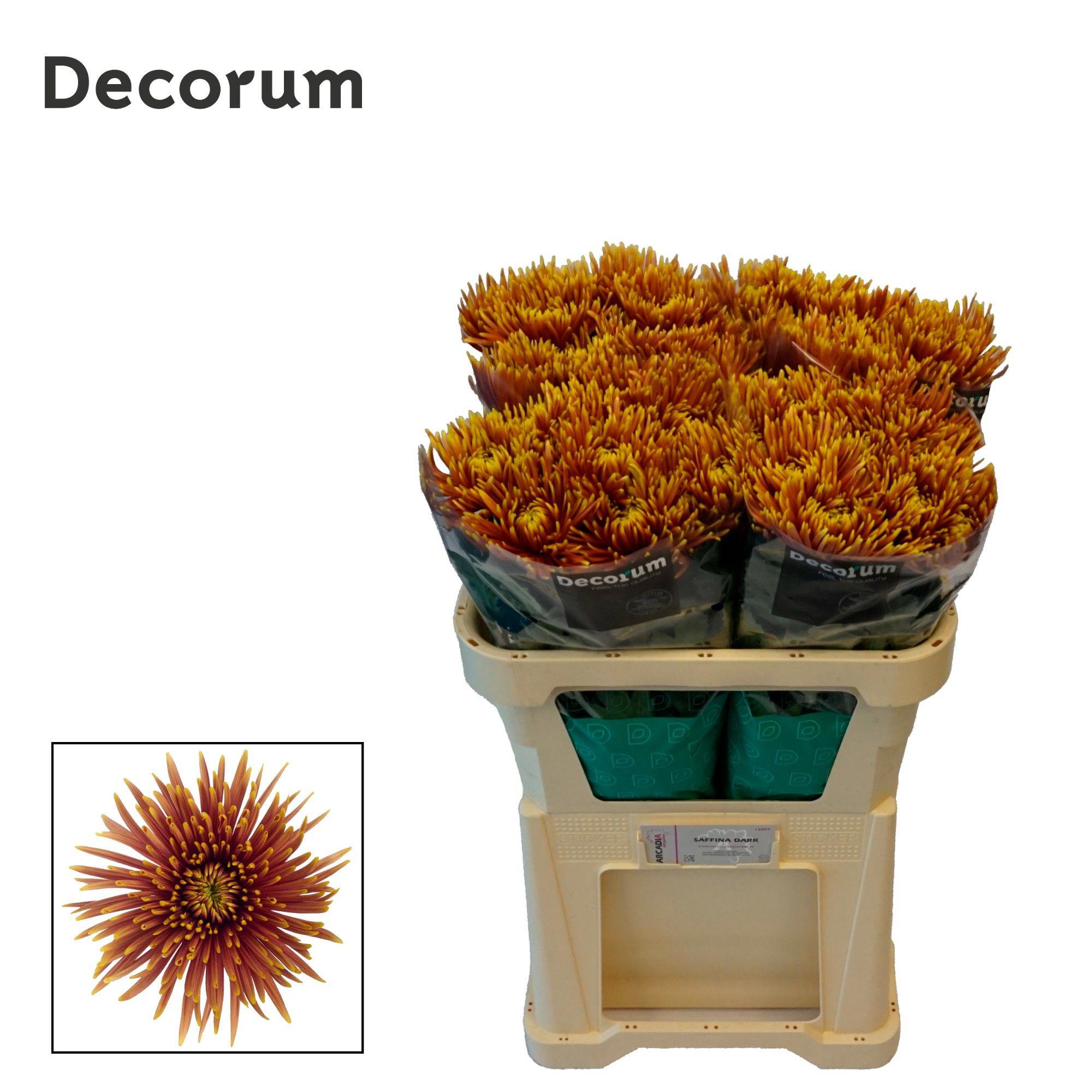 10x Chrysant saffina dark 70cm