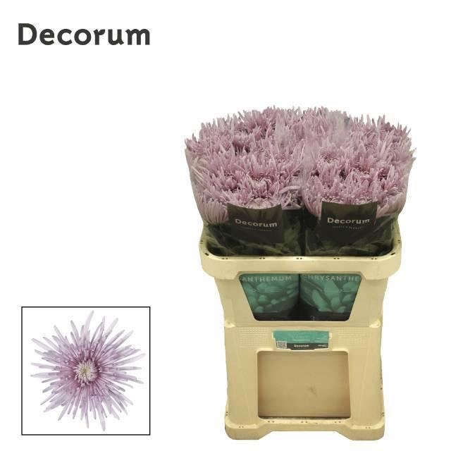 10x Chrysant cipria 70cm