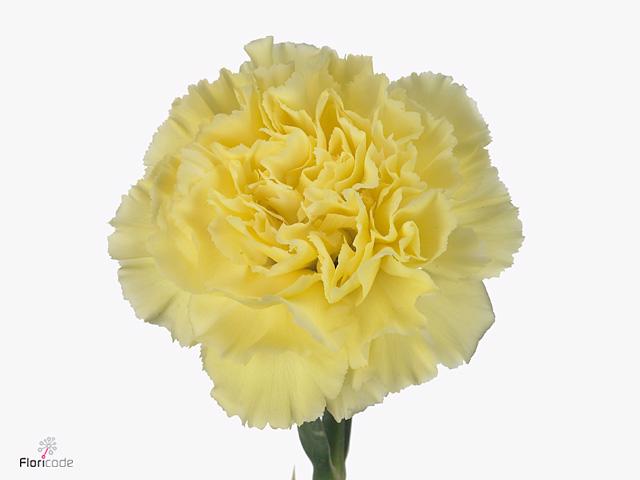 20x Dian.st. - geel 60cm