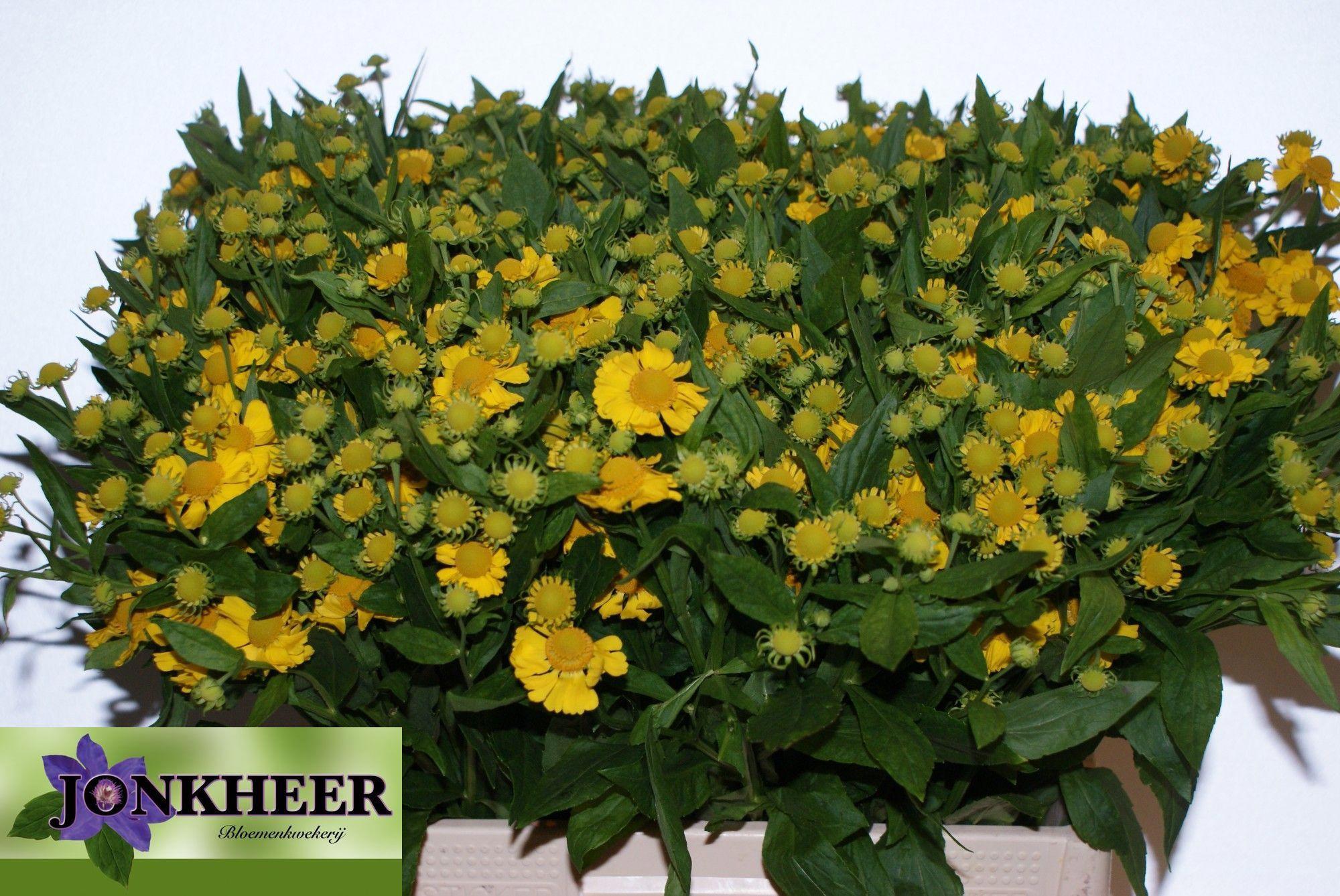 20x Helenium kanaria 60cm