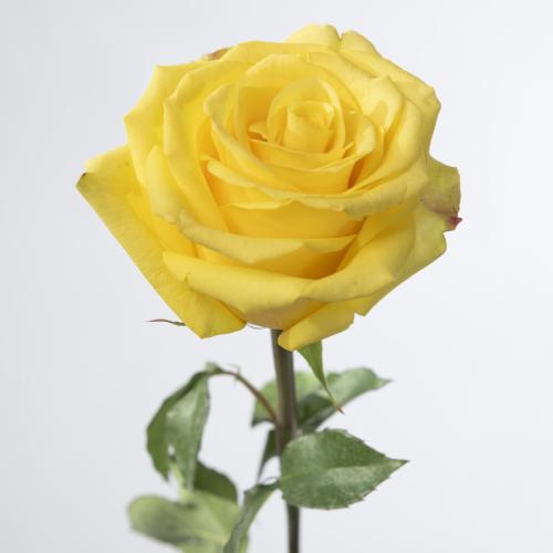 25x Rosa cancun 50cm