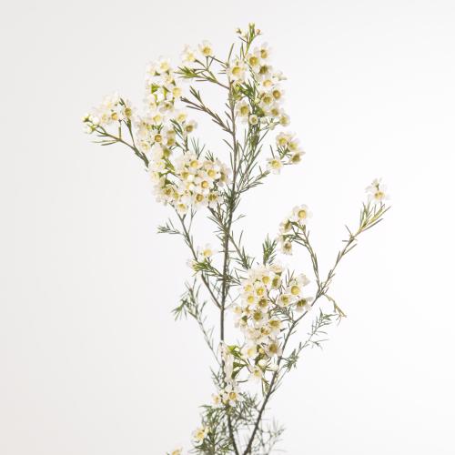 25x Cham.ofir 60cm