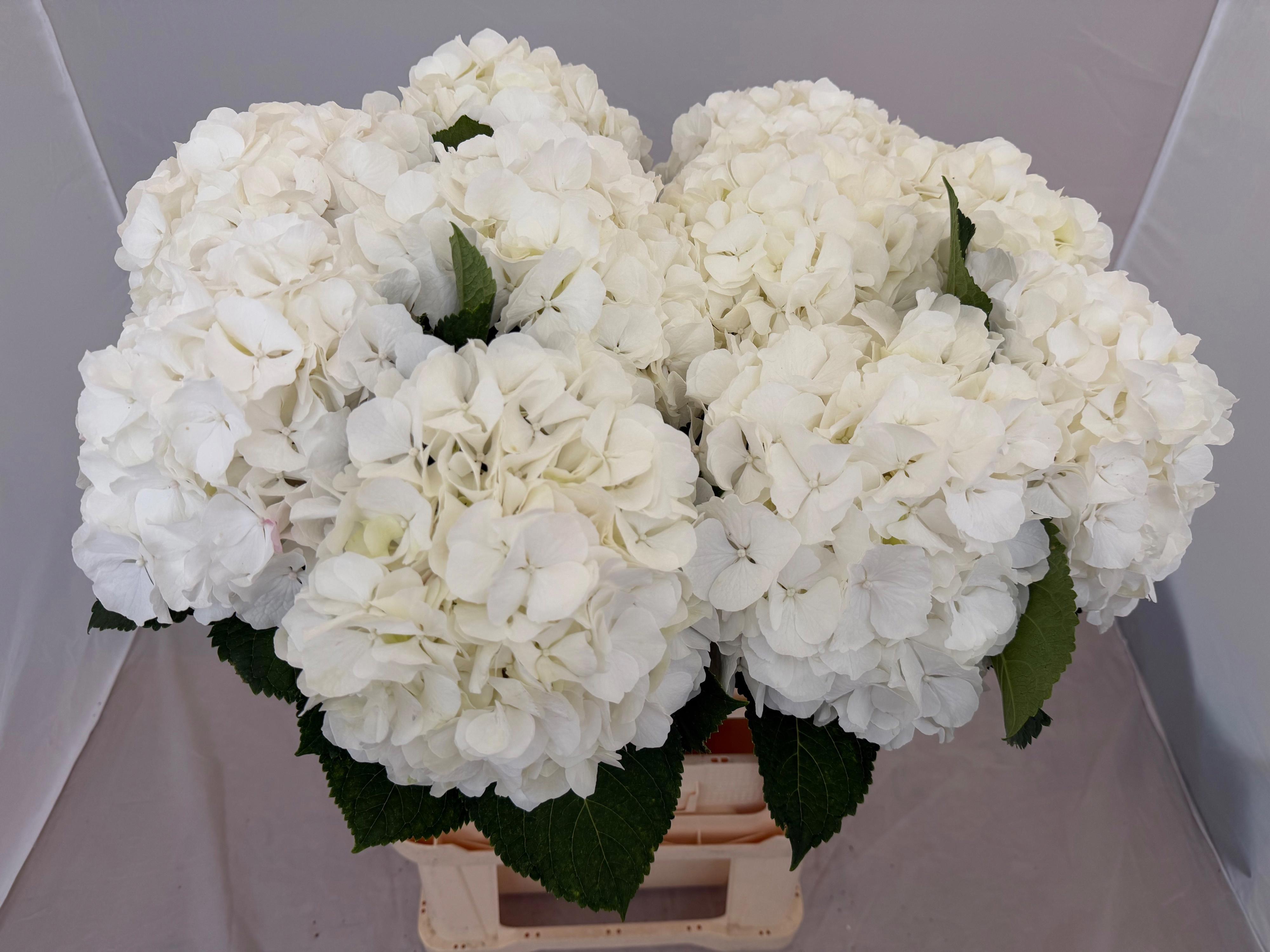 10x Hydr.white verena 80cm