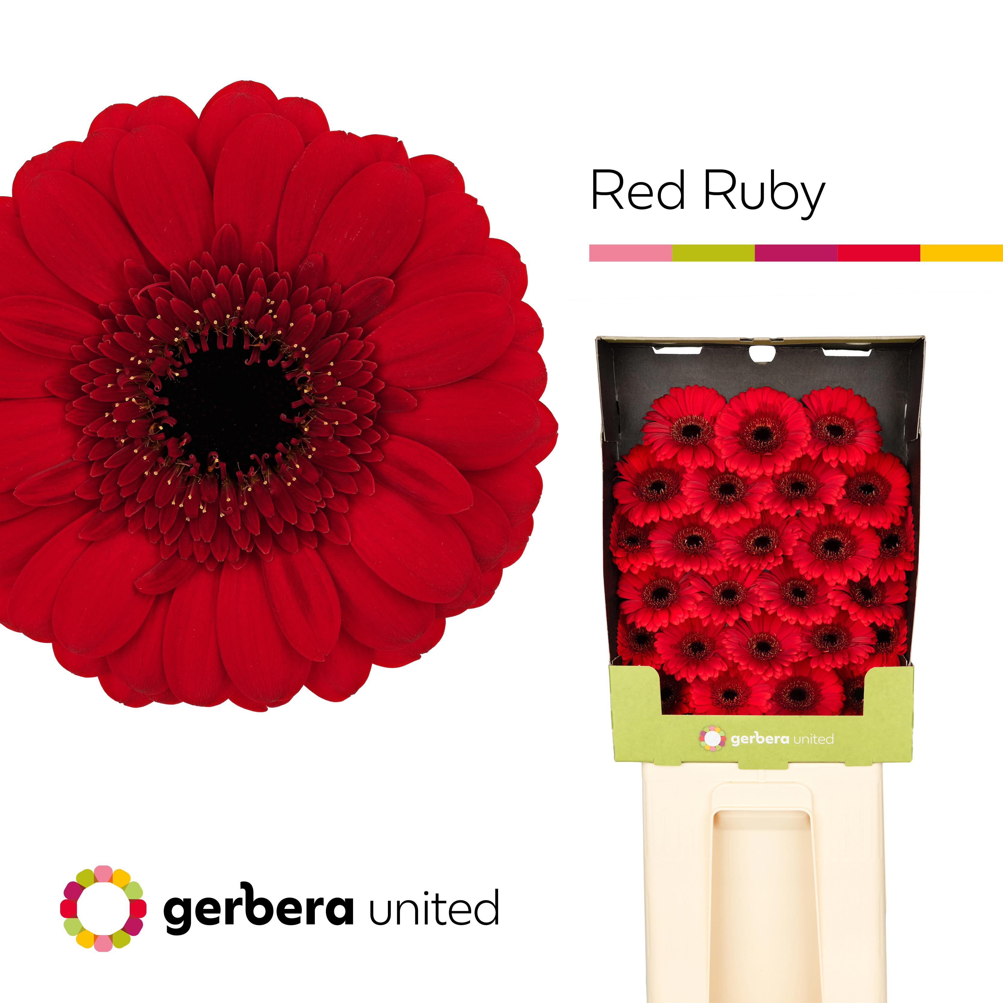 25x Germ.red ruby 70cm