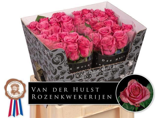 10x Rosa kiss me kate 60cm